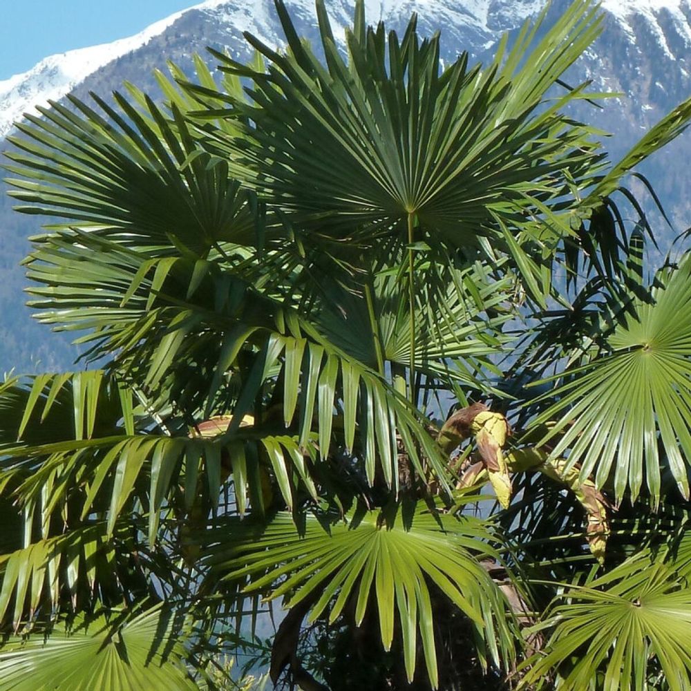 Palmier de chine, trachycarpus pot de 4l - 20/40 cm