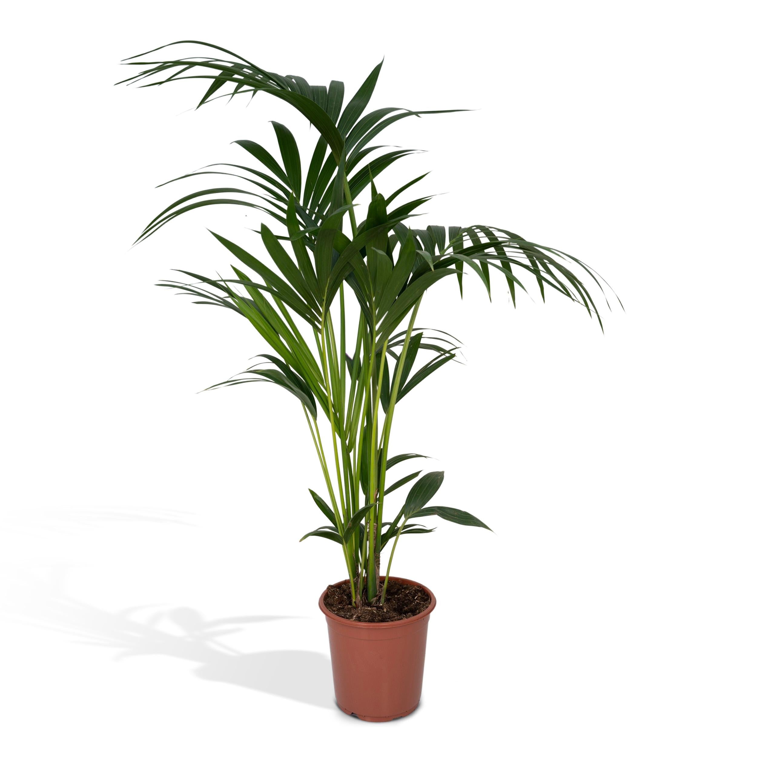 Plante d'intérieur - howea forsteriana xl 120cm
