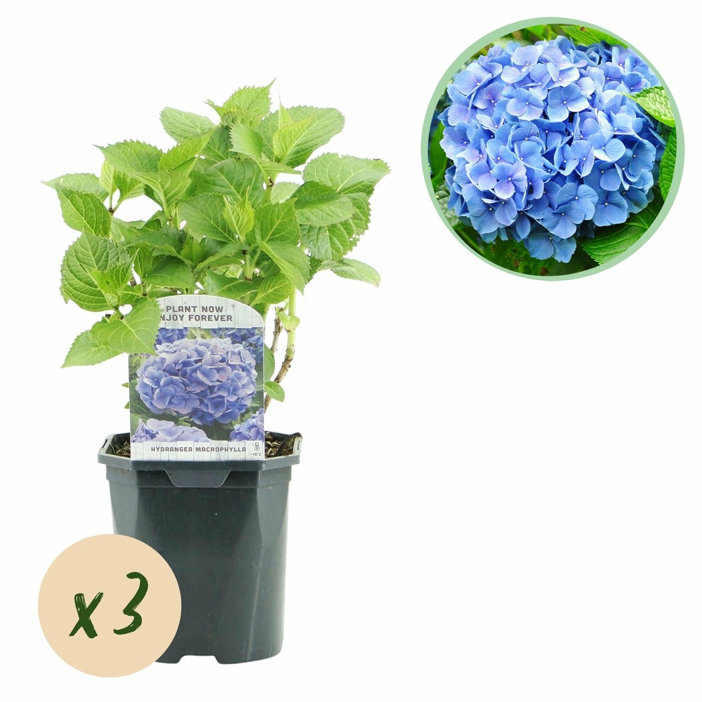Hortensia blauw – lot de 3 – pot 17 cm – hauteur 30 cm