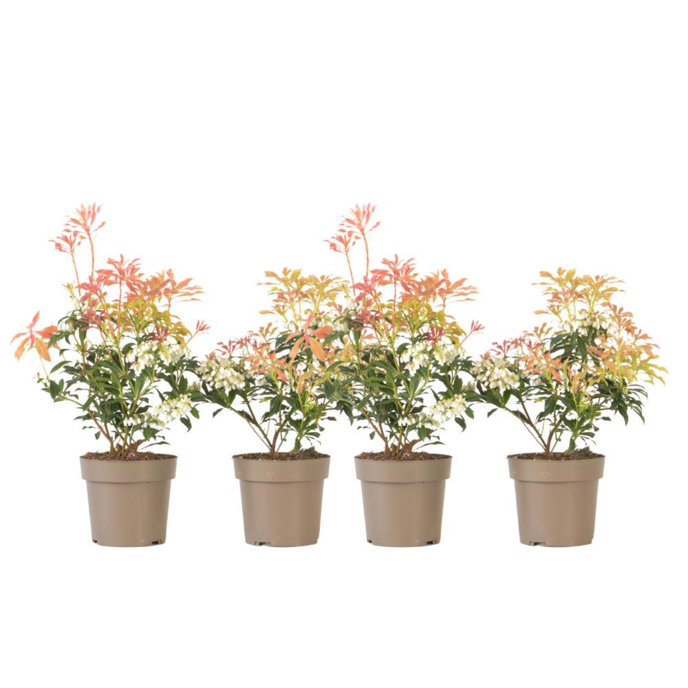 Andromède du japon - set de 4 - pieris 'forest flame' - hauteur 25-40cm - ⌀17cm