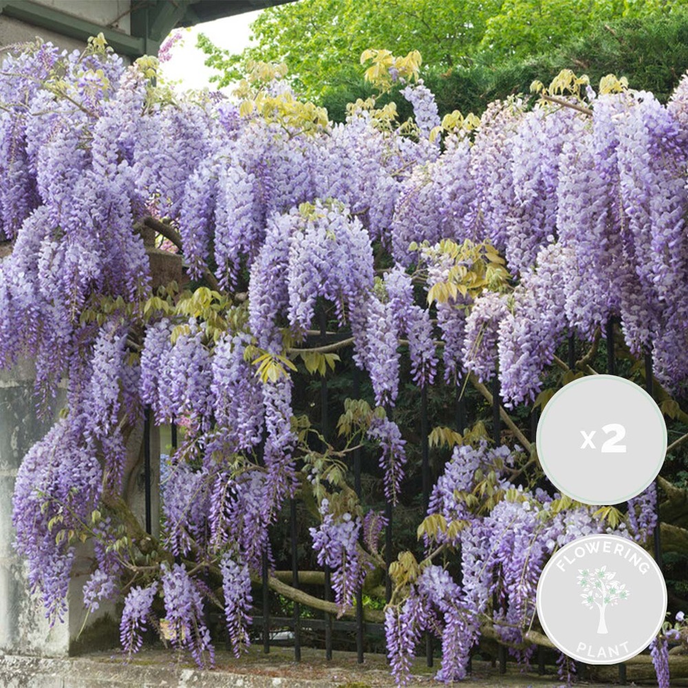 Lot de 2 - wisteria sinensis 'prolific' - glycine bleue - h. 50-70 cm - p. 15 cm