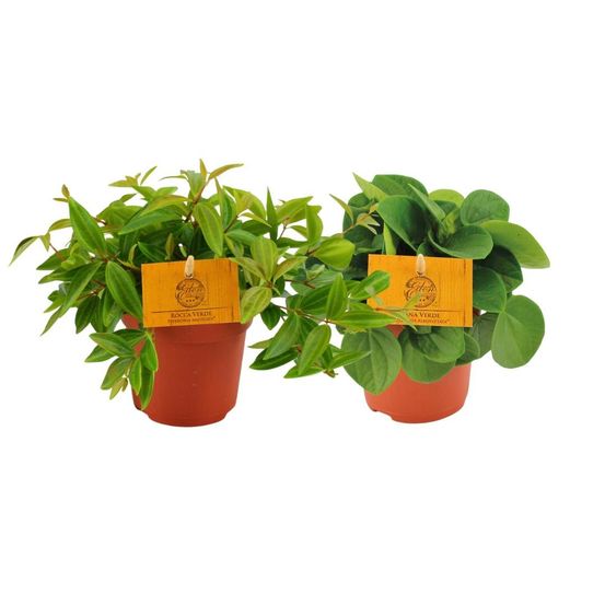 Peperomia duo 2.0 - h15 cm