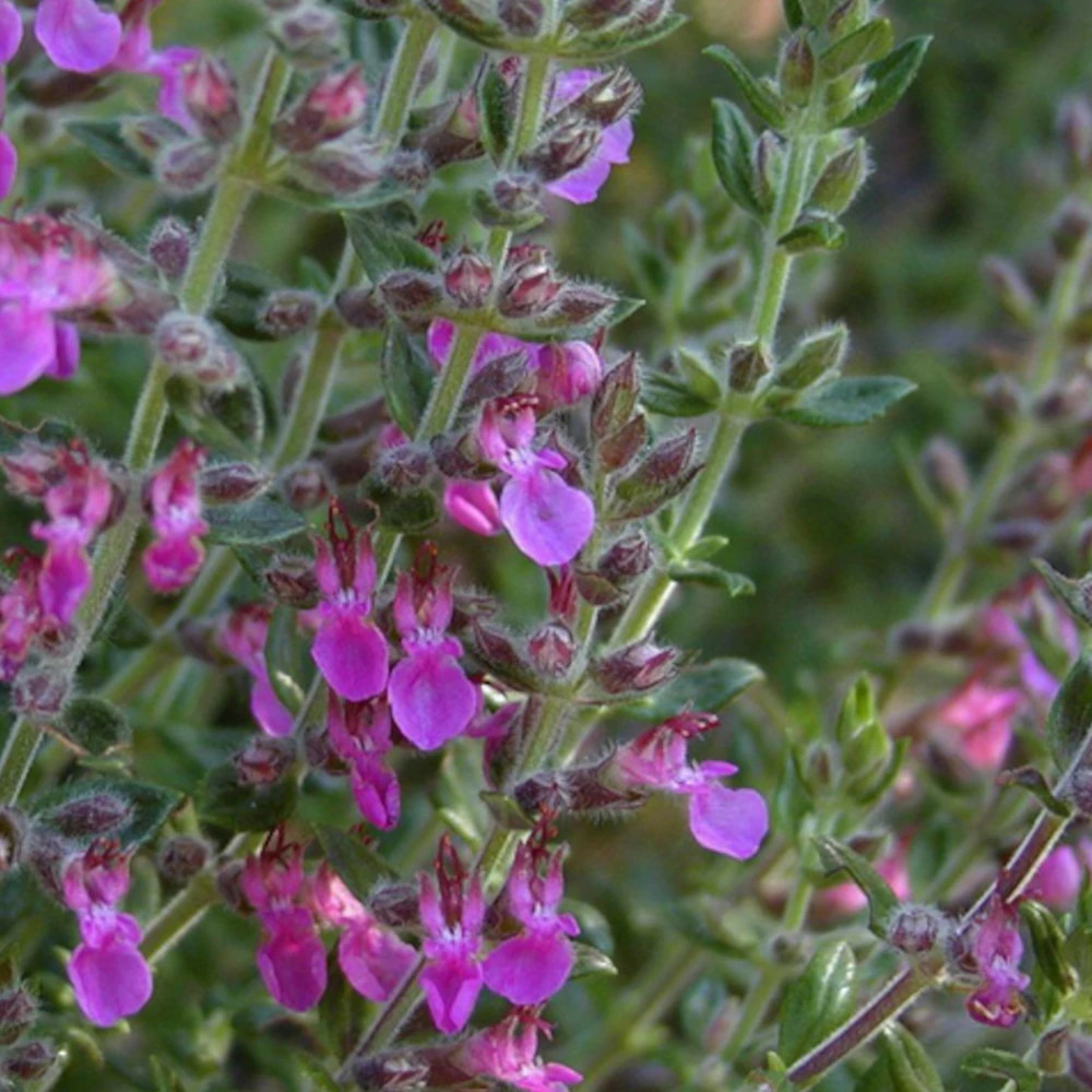 Germandrée lucidrys lot de 3 godets
