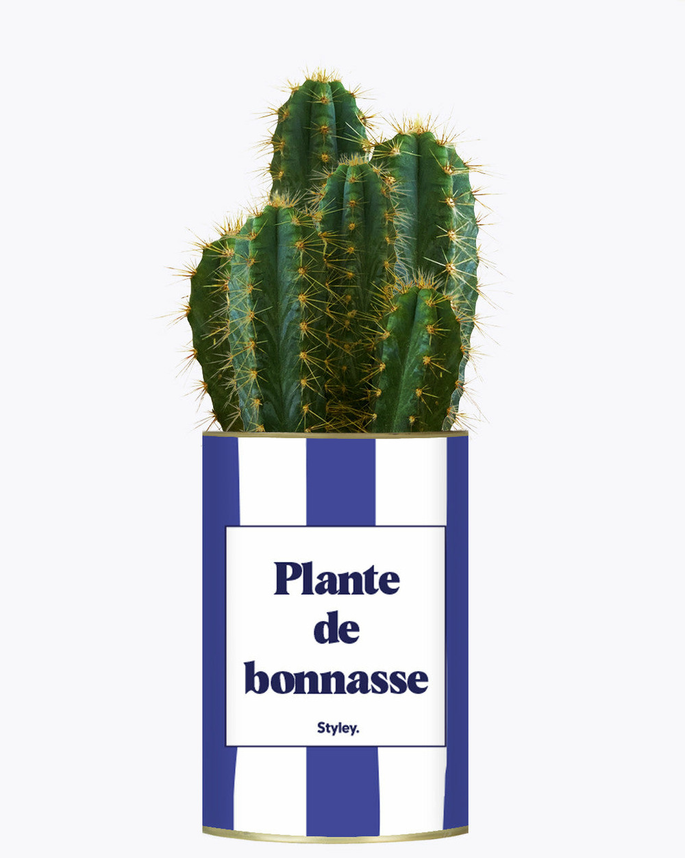 Plante facile à entretenir - plante de bonnasse - plante