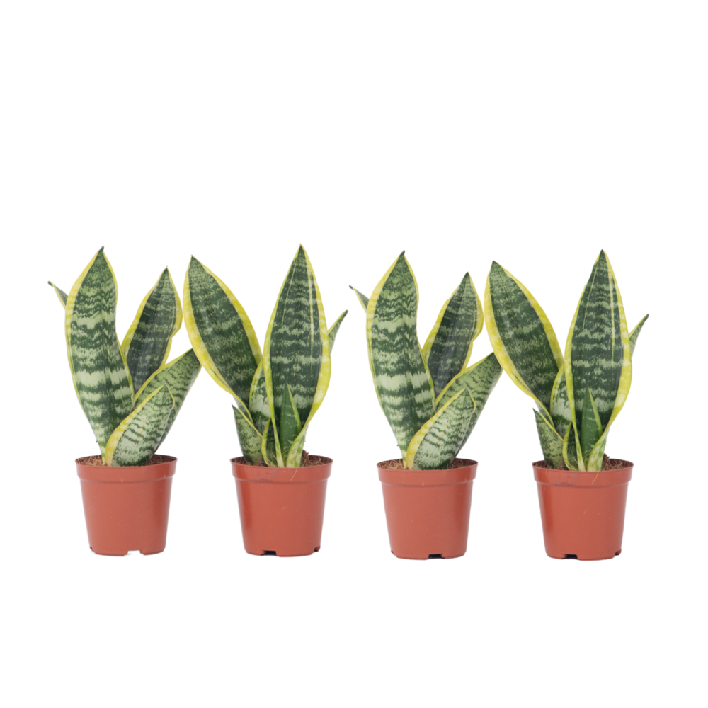 Langue de belle-mère - set de 4 - sansevieria 'superba' - h35-40cm - ⌀12cm