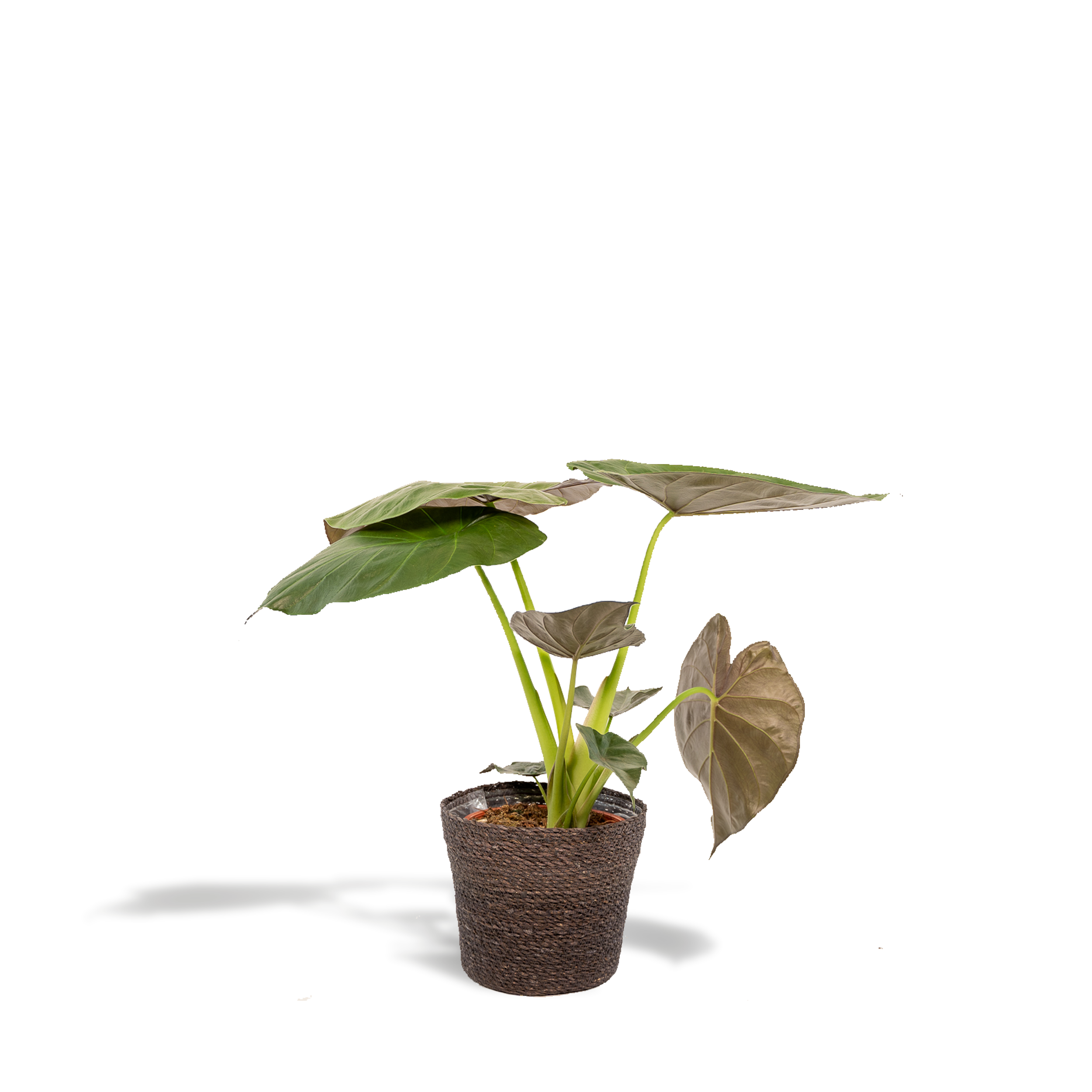 Plante d'intérieur - alocasia wentii 70.0cm
