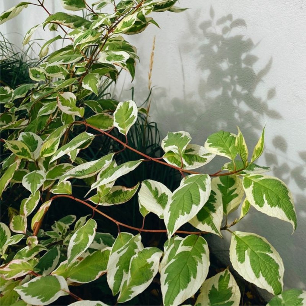 Cornouiller stolonifère 'white gold' (cornus sericea 'white gold')