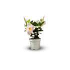 Dipladenia - plante fleurie - ↕ 20-30 cm - ⌀ 10,5 cm - plante d'intérieur & extérieur - fleur blanche