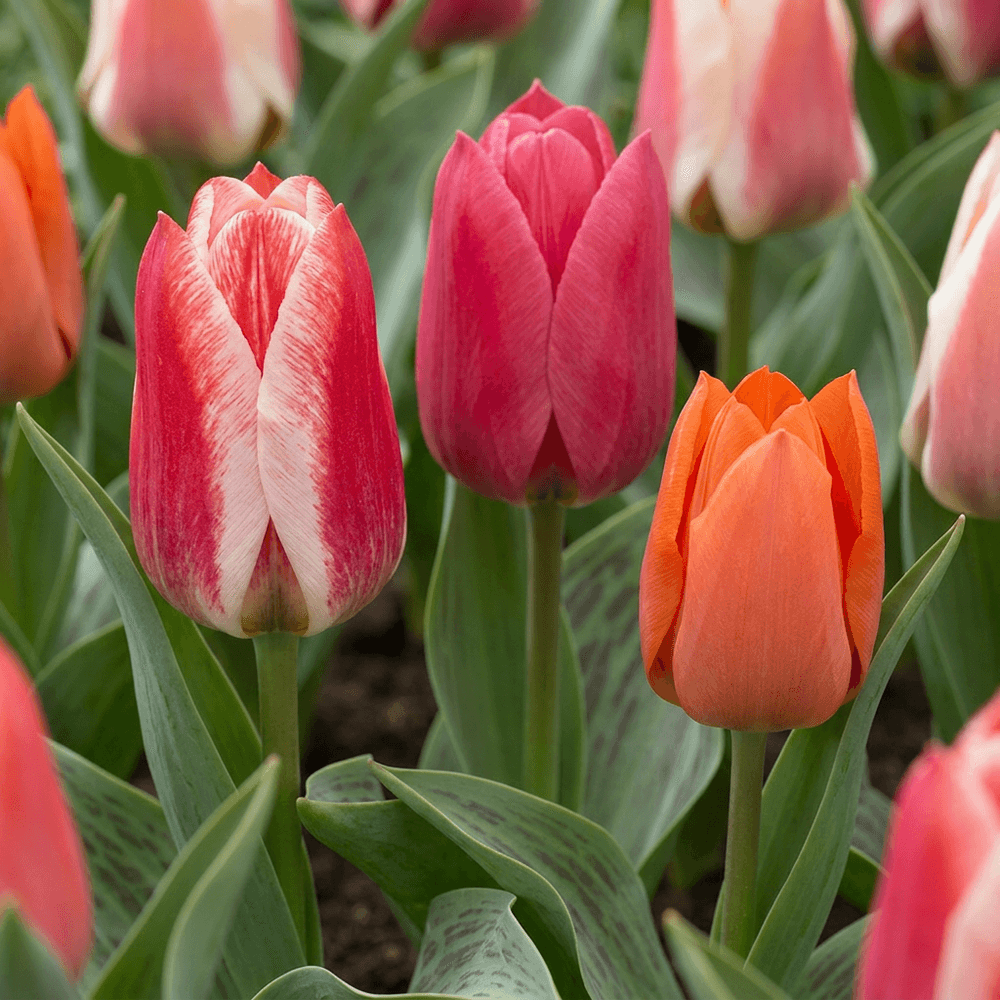 Tulipe greigii en mélange (tulipa) - floraison printanière - gros calibre (11/14) - 160 bulbes