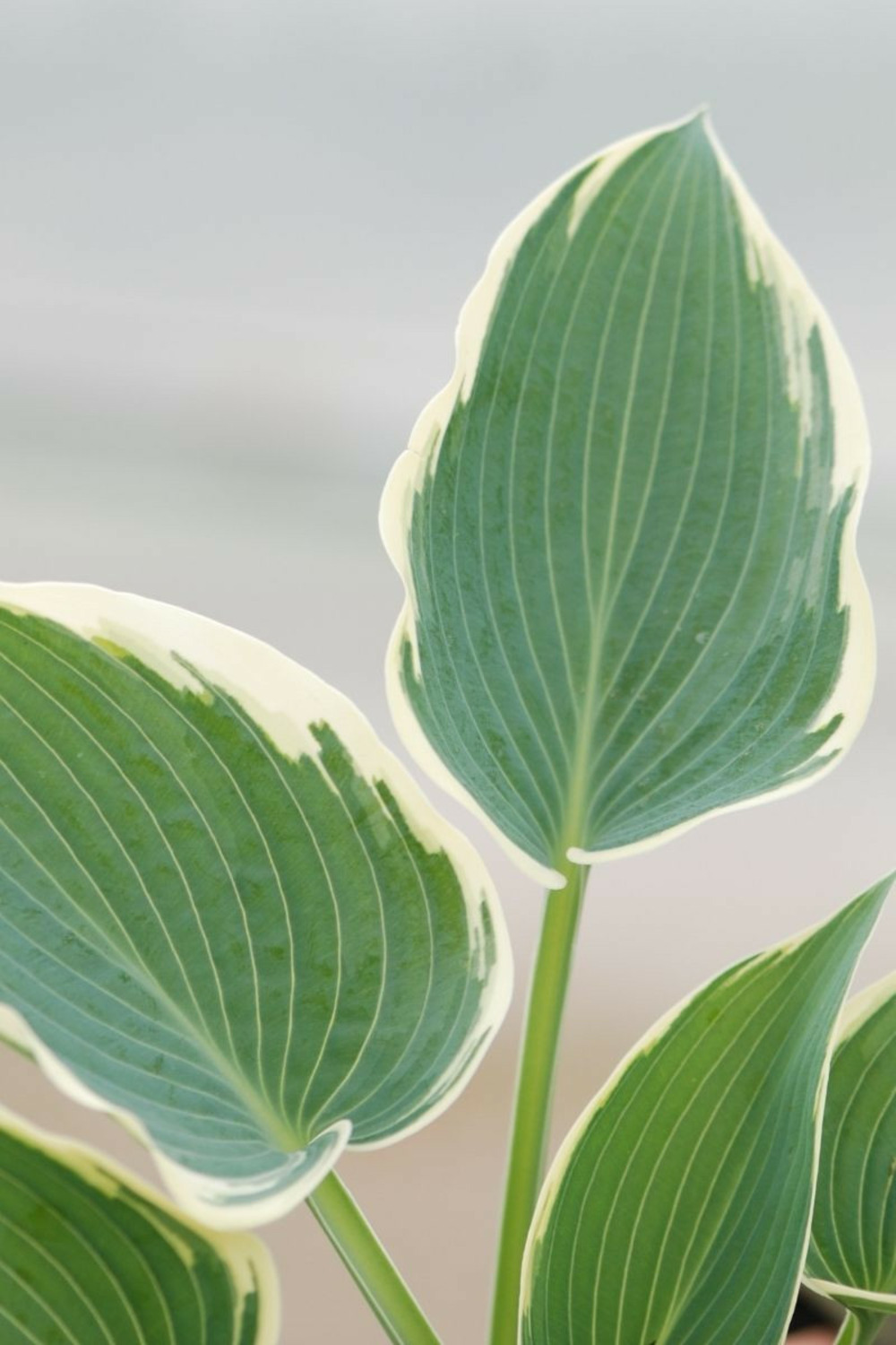 Hosta devon green' - en pot de 1,3 litres