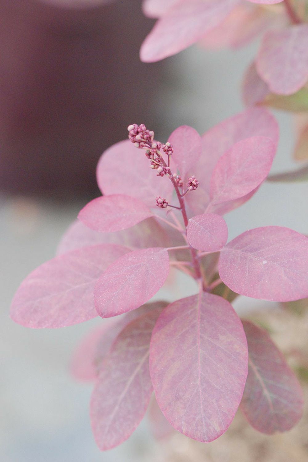 Arbre à perruques 'royal purple' - en pot de 5 litres