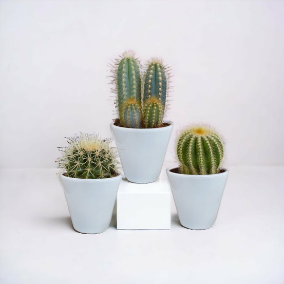Coffret cactus et ses caches-pots blancs - lot de 3 plantes, h18cm