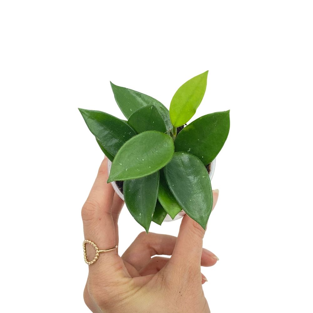 Hoya chouke - pot de 6cm