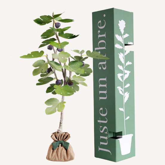 Figuier | idée cadeau naissance, mariage, anniversaire - à planter en intérieur ou extérieur.