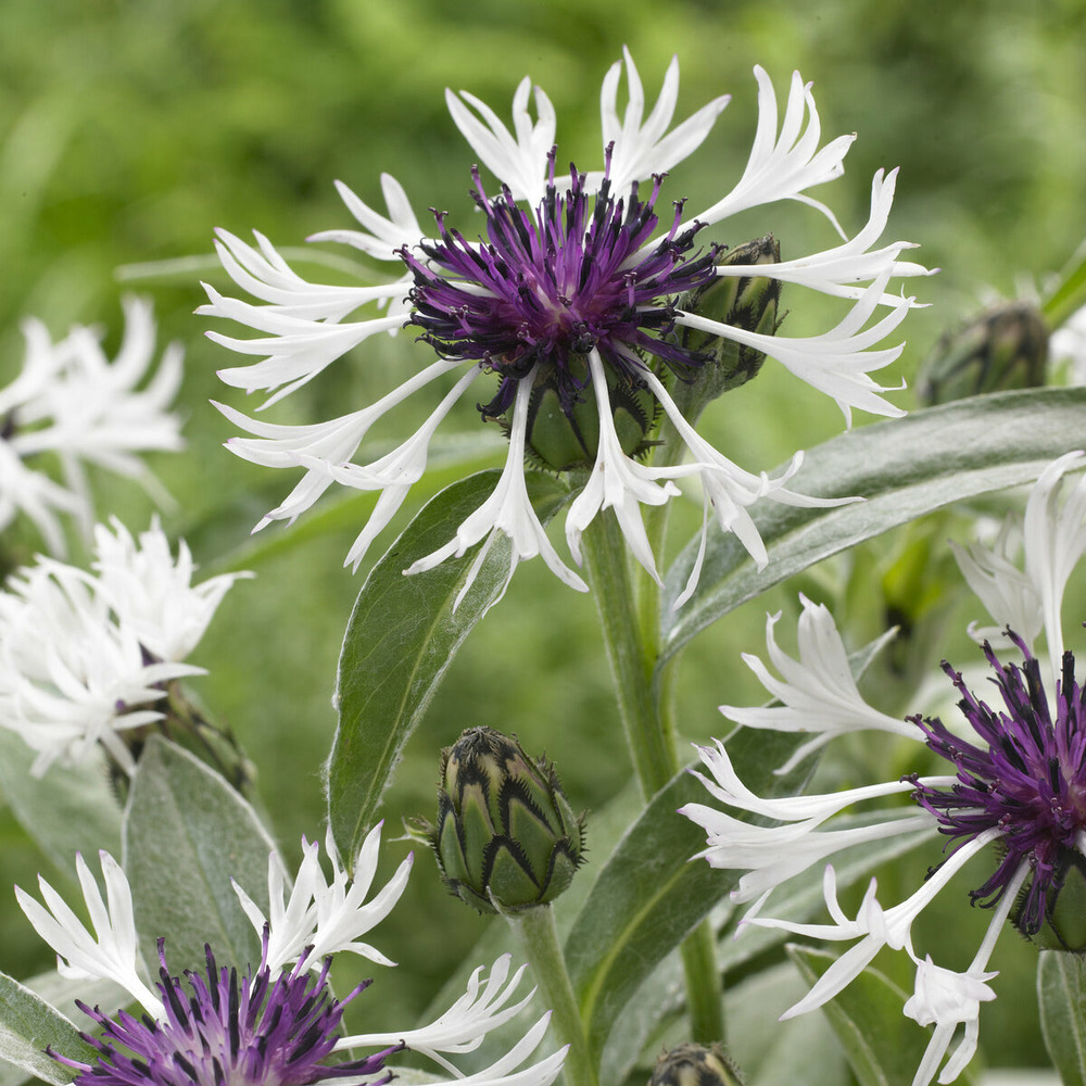 Centaurée des montagnes amethyst in snow - le pot / ø 9cm