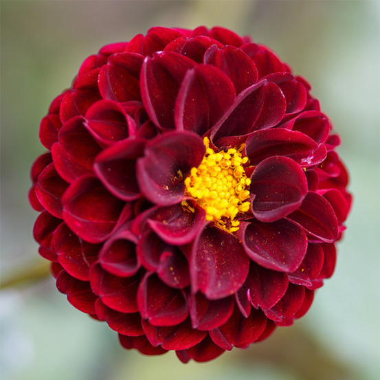 Dahlia gpe pompon 'downham royal' bulbe calibre i