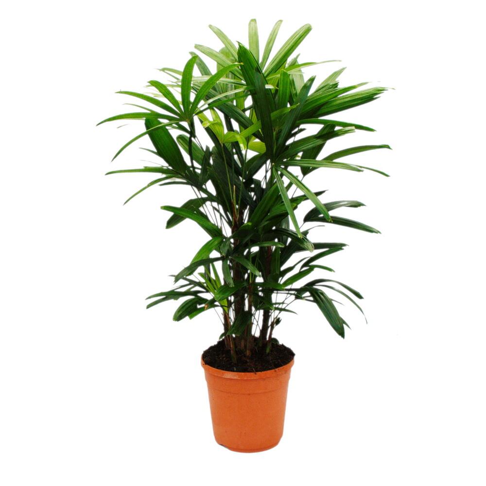 Palmier à boutures - rhapis excelsa - palmier bambou - pot 21cm - hauteur 80-100cm