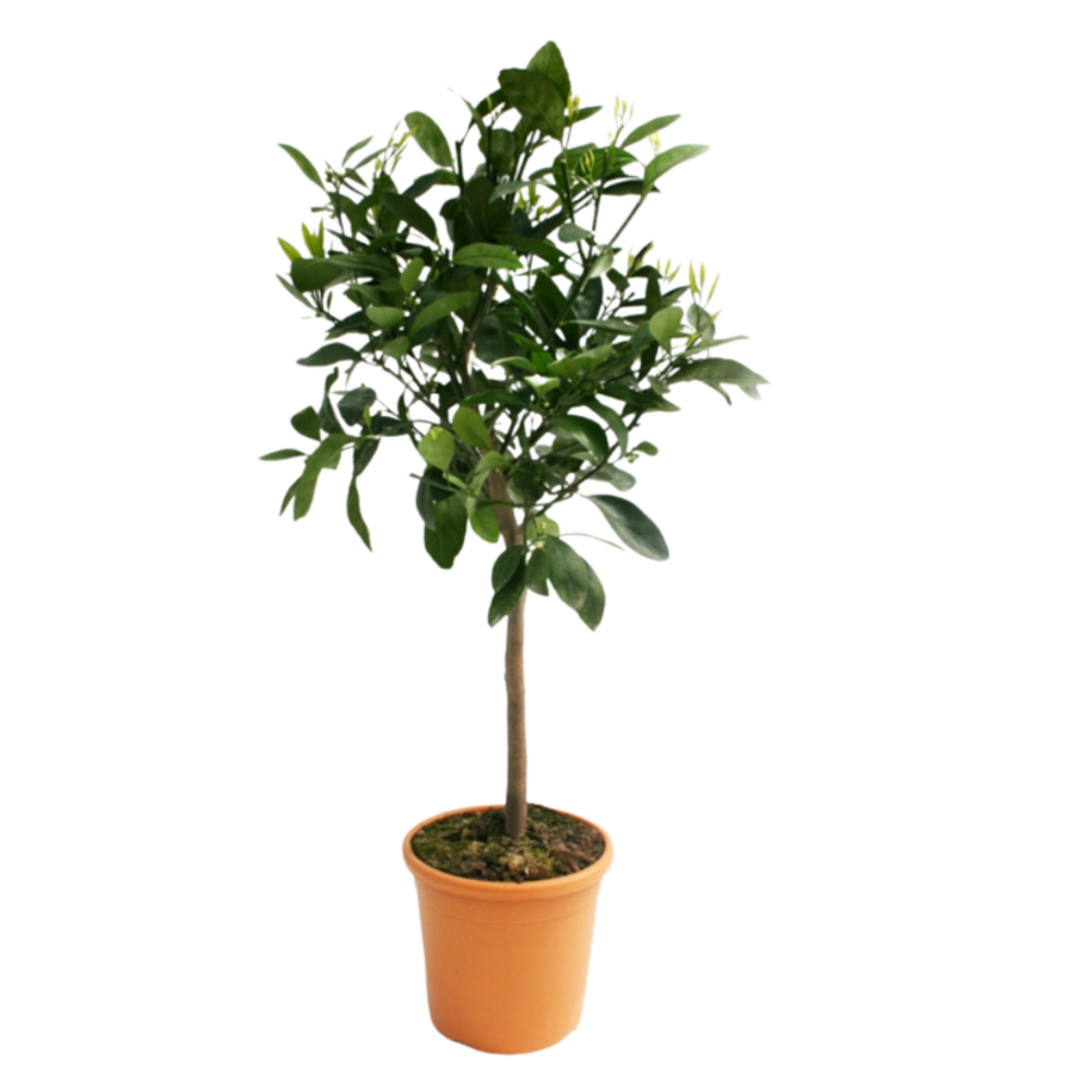 Mandarinier satsuma - pot rond de 5 litres, hauteur 60/80 cm