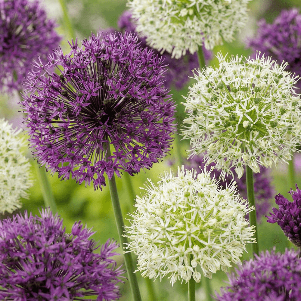 Ail d'ornement en mélange pourpre et blanc (allium) - floraison estivale - calibre 10/12 - 60 bulbes