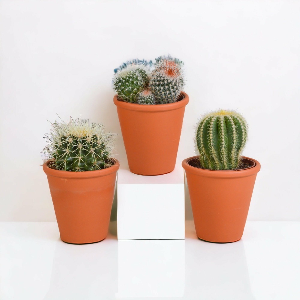 Coffret cadeau cactus et ses caches-pots terracotta - lot de 3 plantes, h16cm
