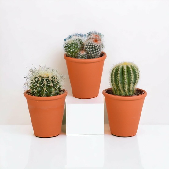 Coffret cadeau cactus et ses caches-pots terracotta - lot de 3 plantes, h16cm