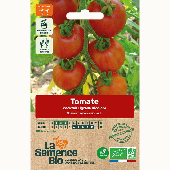 Tomate cocktail tigrella bicolore - graines bio