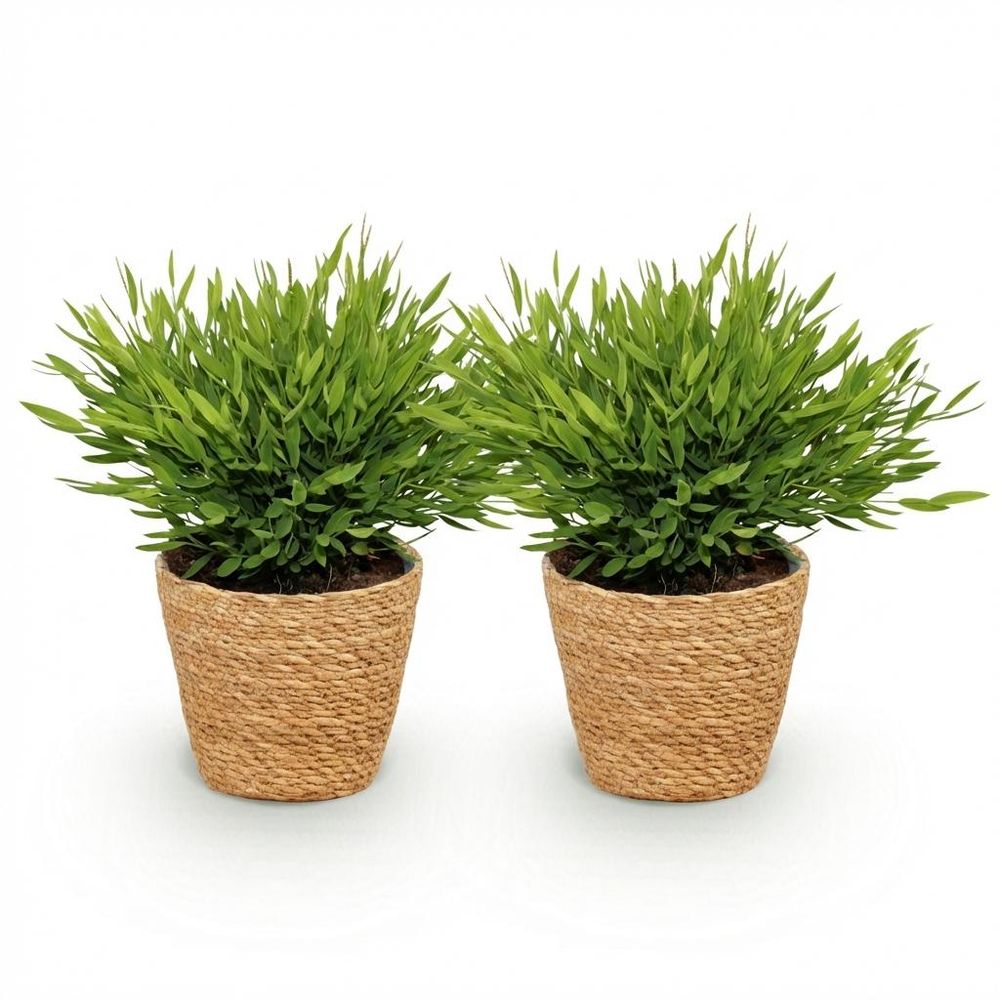 Bamusa pogonatherum monica - pet-friendly - bambou miniature - pot de 12cm - hauteur 20cm