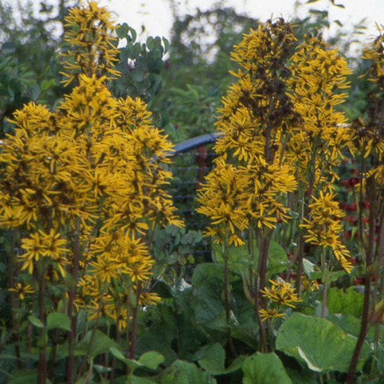 Ligulaire à feuilles dentées godet - 5/20 cm