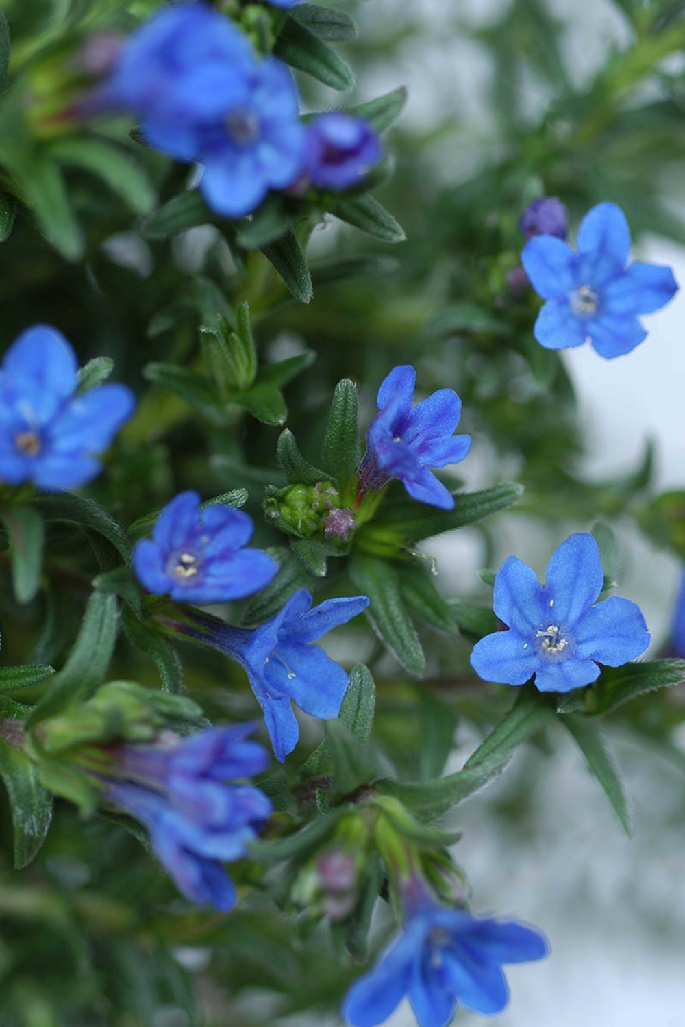 Lithodora 'heavenly blue' - en pot de 3 litres