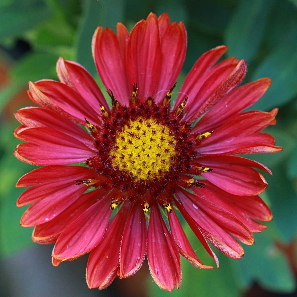 Gaillarde vivace 'arizona red' pot de 2l/3l