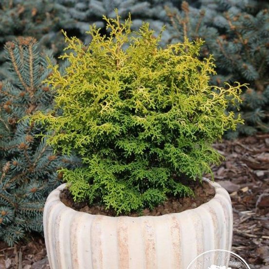 Cyprès hinoki du japon 'melody' pot de 2l/3l