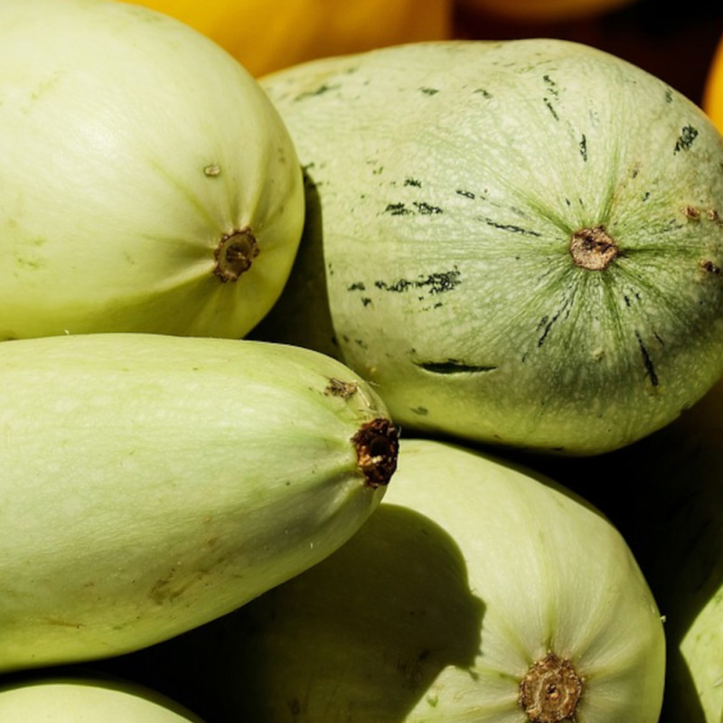 Graines de courgette adrielle hf1 - vilmorin sachet