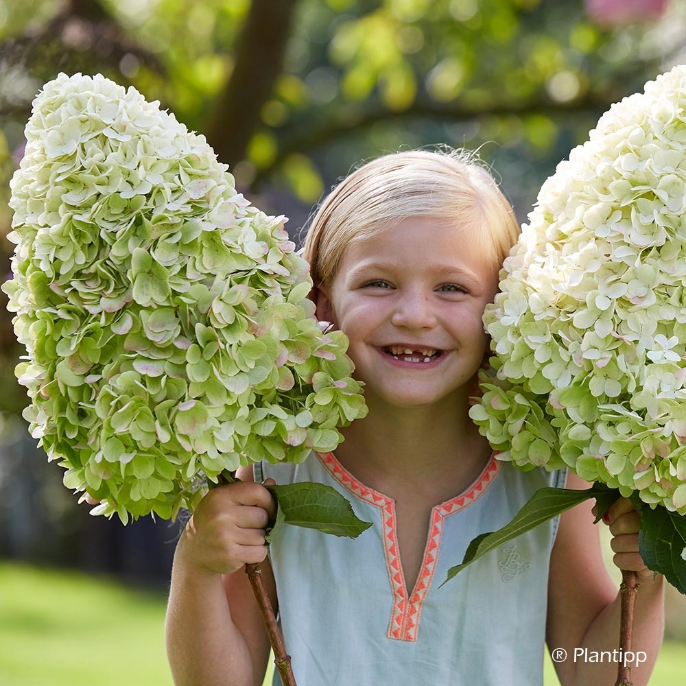 Hortensia paniculé 'hercules' pot de 3l/4l