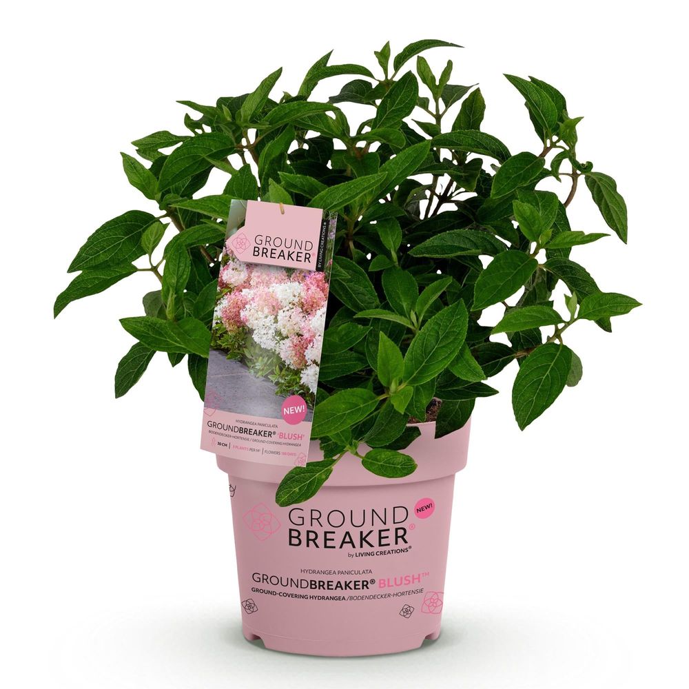 Hortensia groundbreaker blush - pot 14 cm - hauteur 20-25 cm - plante d'extérieur