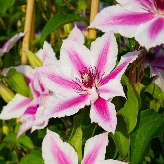 Clématite 'carnaby'