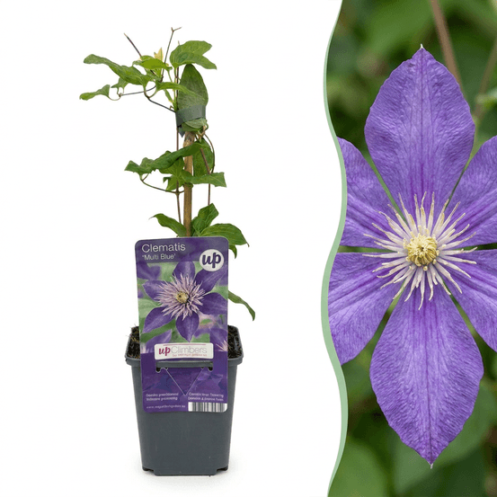 Clématite multi blue - 2 plants - h 35 cm, pot ø9 cm