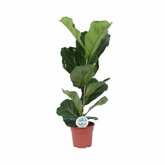 Ficus lyrata - h60 cm - ø17 cm