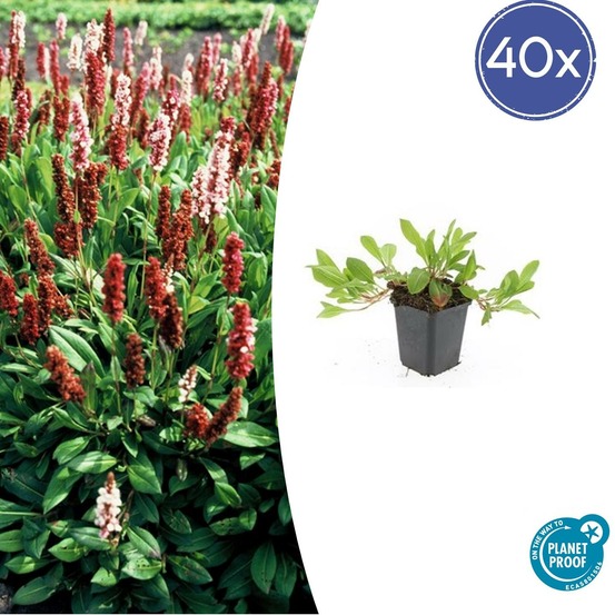 Renouée 'darjeeling red' x40 – entre 2,5 et 3,33m2