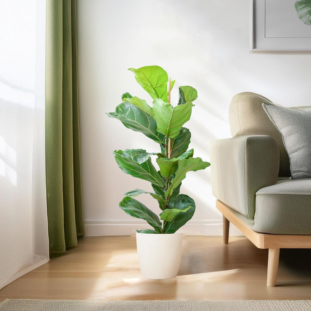 Ficus lyrata - pot de 21cm - hauteur 75 - 85cm