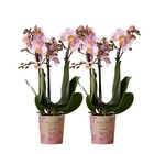 Orchidées colibri | offre combinée de 2 orchidées phalaenopsis roses - andorre - pot 9cm | plante d'intérieur en fleurs