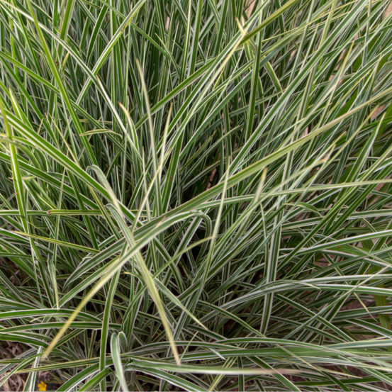 Roseau de chine variegatus - miscanthus sinensis variegatus 60 cm godet 9cm