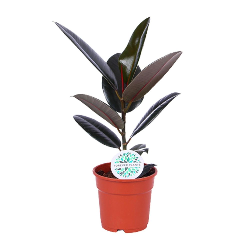 Ficus elastica abidjan - ø17cm - ↕55cm - plantes d'intérieur
