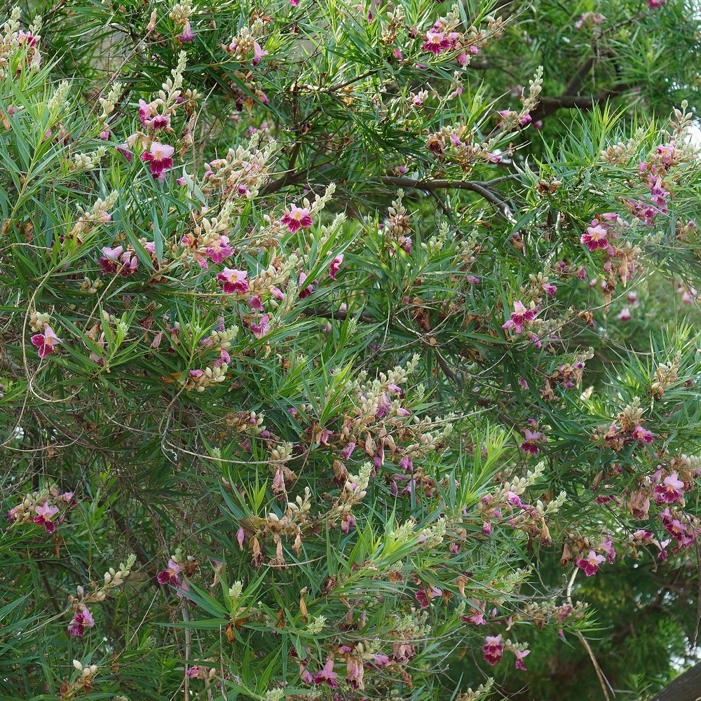 Saule du désert - le pot / ø 9cm