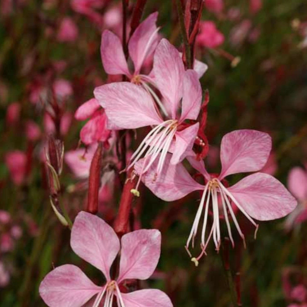 Gaura tutti frutti lot de 9 godets