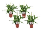 Spathiphyllum 'lys de la paix' - set de 4 - pot 12cm - hauteur 30-40cm