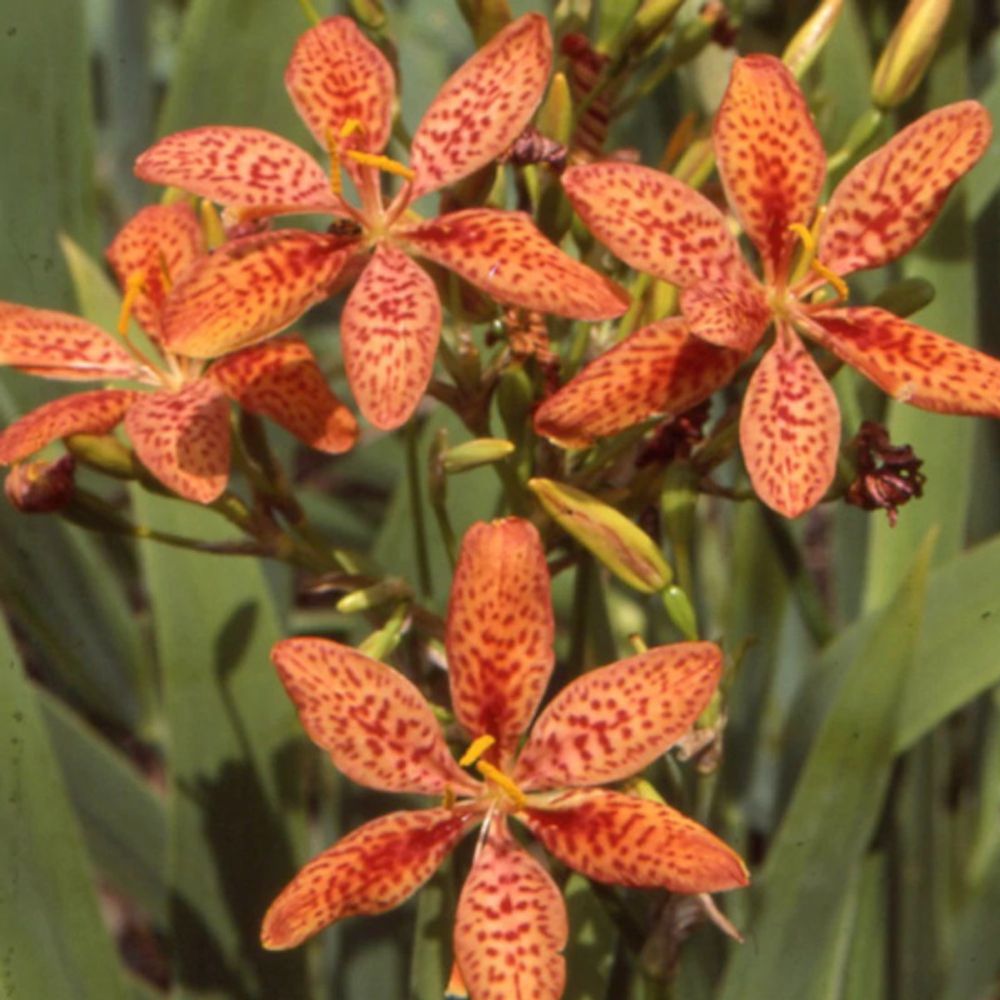 Fleur léopard lot de 9 godets