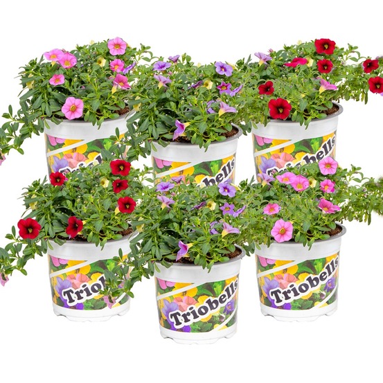 Lot de 6 - calibrachoa - mini-pétunias - mélange de couleurs - h. 15-20 cm - p. 10,5 cm