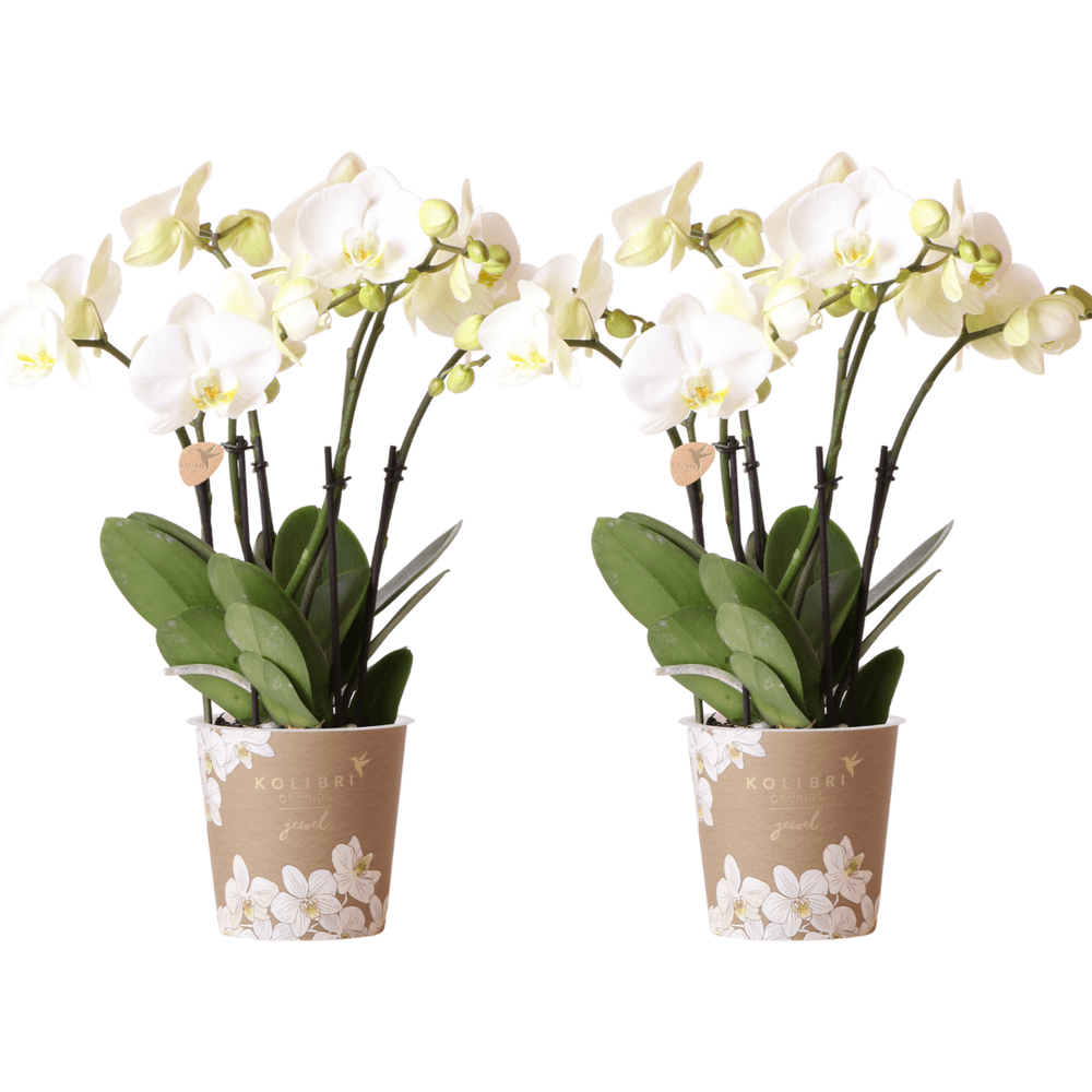 Orchidée phalaenopsis blanche (phalaenopsis) - duo de 2 orchidées - pot de 12cm - plantes d'intérieur