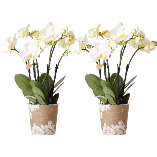 Orchidée phalaenopsis blanche (phalaenopsis) - duo de 2 orchidées - pot de 12cm - plantes d'intérieur