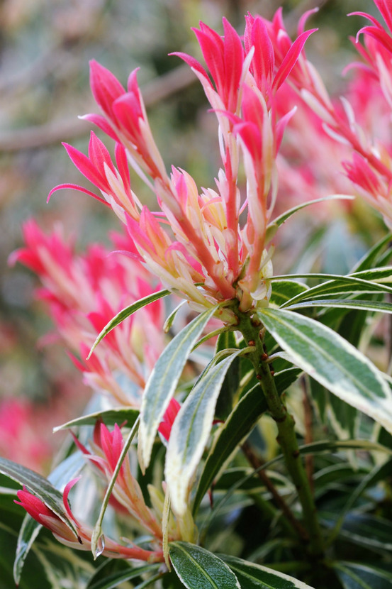 Andromède 'flaming silver' - en pot de 3 litres
